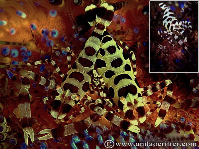 Scuba Dive in Anilao - Underwater Macro Photography, Anilao Muck dive